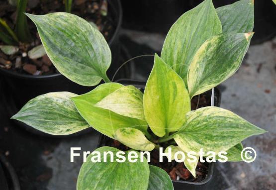 Hosta Fata Morgana